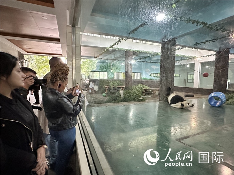 “增進(jìn)民心相通”國際民間人士代表團(tuán)參觀安吉竹博園大熊貓館。人民網(wǎng)記者 周雨攝