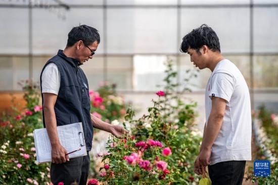 在云南省安寧市現(xiàn)代農(nóng)業(yè)園區(qū)玫瑰種植示范園，技術(shù)員田連通（左）在和同事交流（10月20日攝）。
