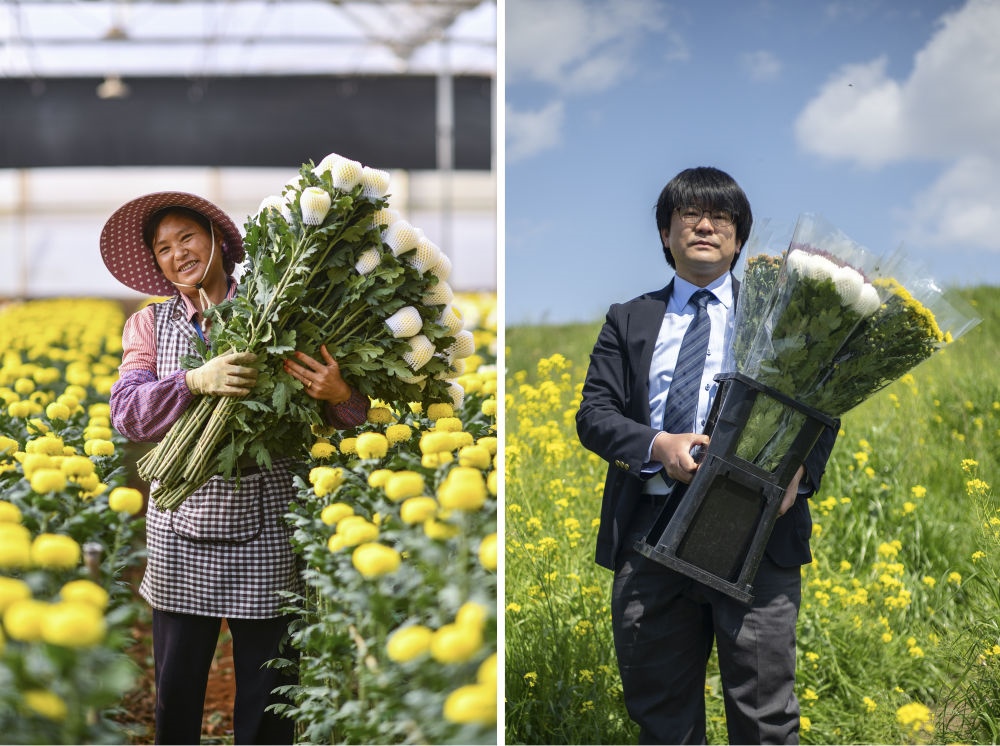 這張拼版照片中，左圖為2023年3月22日在中國云南省開遠市，花農(nóng)李蘭英在采摘鮮花；右圖為2023年4月3日在日本埼玉縣三鄉(xiāng)市，經(jīng)營花卉公司的小西武為訂貨的花店送花。中國云南有著亞洲最大的鮮切花交易市場，一年可以賣出110億枝鮮切花。春季云南大量鮮花進入盛花期，各類鮮花通過冷鏈物流陸續(xù)進入日本市場，成為當?shù)厝松畹拿利慄c綴。