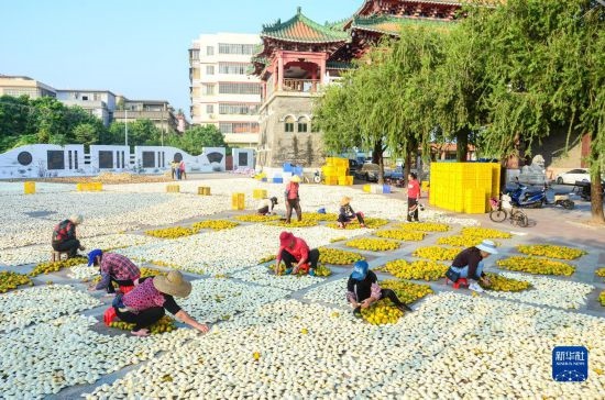 11月25日，在廣東省江門市新會區(qū)一處空地，人們對新會柑皮進行翻皮晾曬。