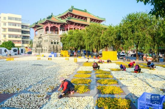 11月25日，在廣東省江門市新會區(qū)一處空地，人們對新會柑皮進行翻皮晾曬。