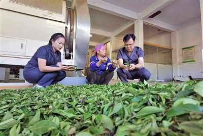  圖③：蒼梧法院六堡法庭法官深入茶企了解企業(yè)生產(chǎn)經(jīng)營情況。