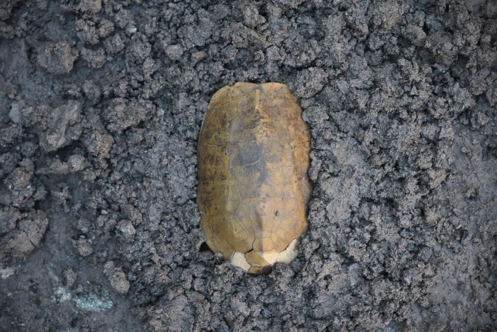 汶溪遺址出土的河姆渡文化早期完整龜甲。寧波市文化遺產(chǎn)管理研究院供圖