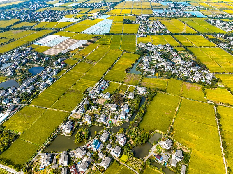 2023年10月22日，浙江海寧市黃灣鎮(zhèn)，金秋時(shí)節(jié)，金黃色的稻田與美麗鄉(xiāng)村構(gòu)成一幅寧?kù)o祥和的畫(huà)卷。