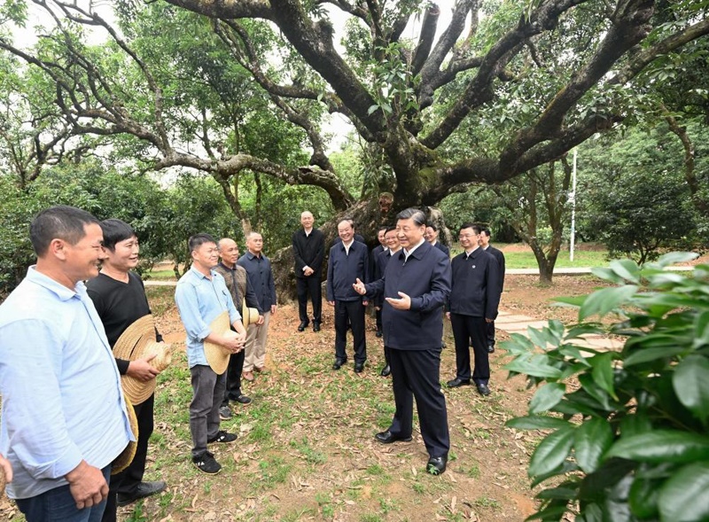 2023年4月11日，習(xí)近平總書記在廣東茂名高州市根子鎮(zhèn)柏橋村荔枝種植園，同現(xiàn)場(chǎng)技術(shù)人員親切交流。新華社記者 李學(xué)仁 攝