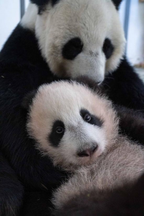  這是2023年12月21日在俄羅斯莫斯科動物園拍攝的大熊貓幼崽“喀秋莎”（前）和大熊貓媽媽“丁丁”在一起的照片。新華社發(fā)（莫斯科動物園供圖）