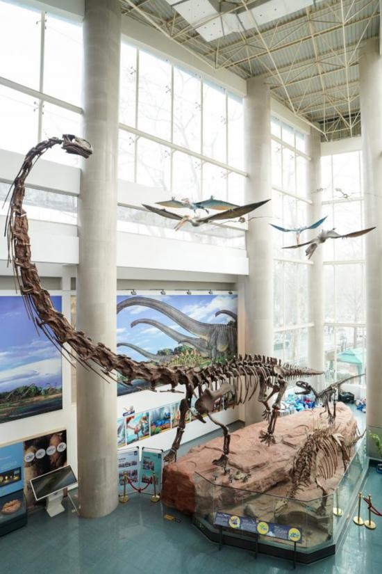 南京古生物博物館展出的馬門溪龍模型。新華社記者李博 攝