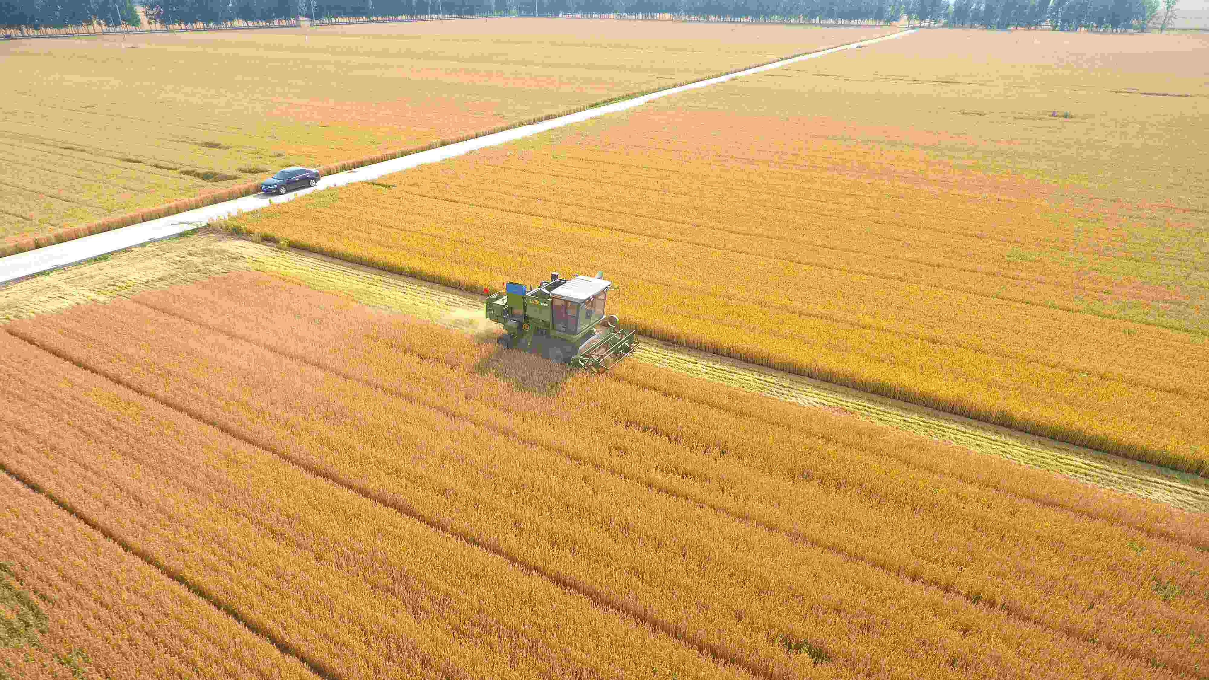 △ 2023年6月5日，山東聊城茌平區(qū)賈寨鎮(zhèn)王藥包村，收割機在田間進行小麥收割作業(yè)。