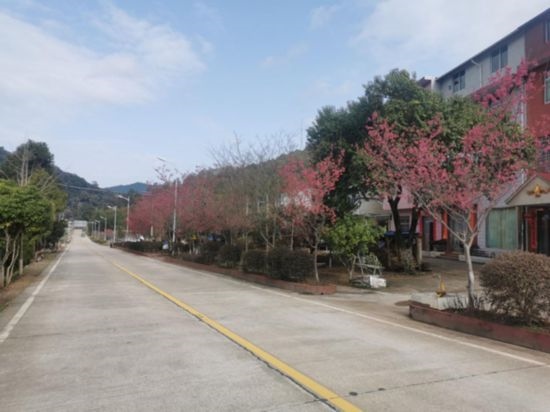 道路兩旁的山櫻花。將樂縣農業(yè)農村局供圖