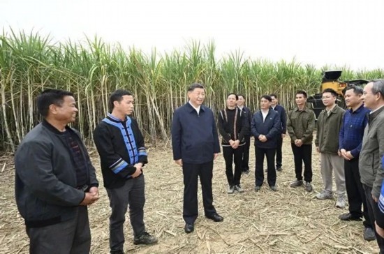 2023年12月14日，習(xí)近平總書記在廣西來賓市國家現(xiàn)代農(nóng)業(yè)產(chǎn)業(yè)園黃安優(yōu)質(zhì)“雙高”糖料蔗基地考察。
