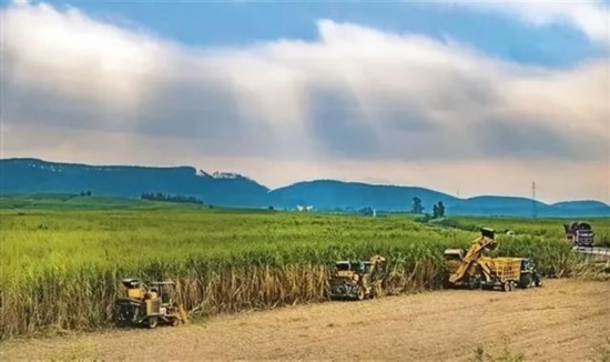 廣西來賓市興賓區(qū)鳳凰鎮(zhèn)黃安村“雙高”糖料蔗基地里，收割機(jī)手正在機(jī)械化砍收糖蔗。