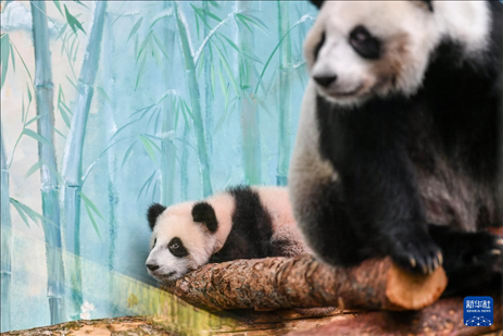 這是3月8日在俄羅斯莫斯科動物園拍攝的大熊貓“喀秋莎”（左）和媽媽“丁丁”。新華社記者 曹陽 攝