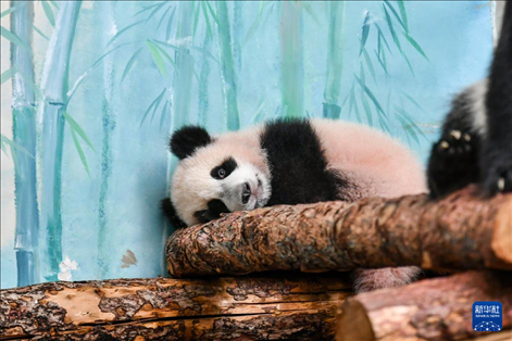 這是3月8日在俄羅斯莫斯科動物園拍攝的大熊貓“喀秋莎”。新華社記者 曹陽 攝