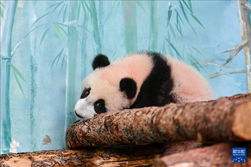 這是3月8日在俄羅斯莫斯科動物園拍攝的大熊貓“喀秋莎”。新華社記者 曹陽 攝