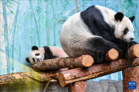 這是3月8日在俄羅斯莫斯科動物園拍攝的大熊貓“喀秋莎”（左）和媽媽“丁丁”。新華社記者 曹陽 攝