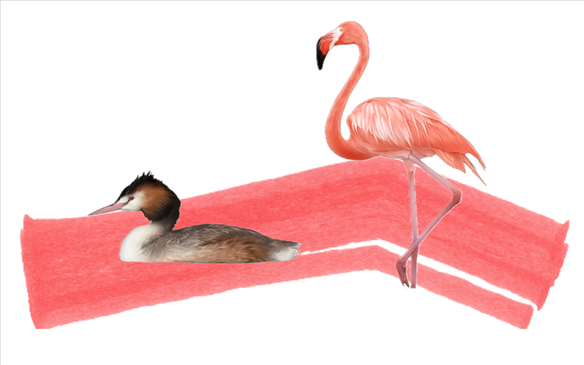 奇跡鳥類（火烈鳥總目）。浙江大學供圖