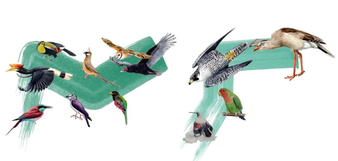 陸鳥類。浙江大學供圖