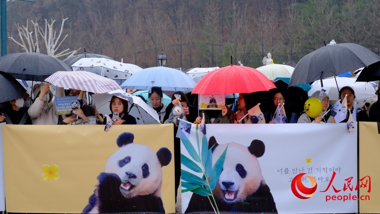 粉絲們在雨中為“福寶”送行。 人民網 李帆攝