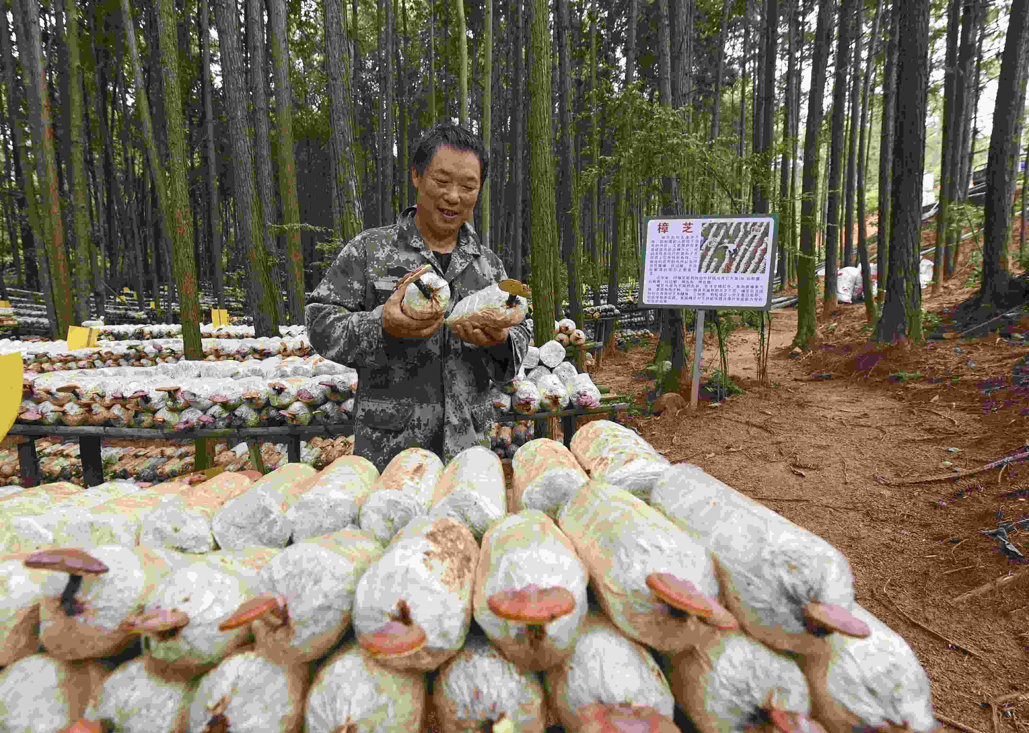 2023年9月21日，江西省撫州市，廣昌縣旴江生態(tài)公益林場(chǎng)，種植戶正在查看樟芝等食用菌的生長(zhǎng)情況。