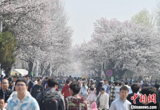4月21日，大量游客來(lái)到吉林大學(xué)南嶺校區(qū)賞花。張瑤 攝