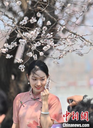 4月21日，一名年輕女孩在杏花樹(shù)下拍照。張瑤 攝