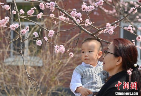 4月21日，游客在吉林大學(xué)南嶺校區(qū)賞花。張瑤 攝