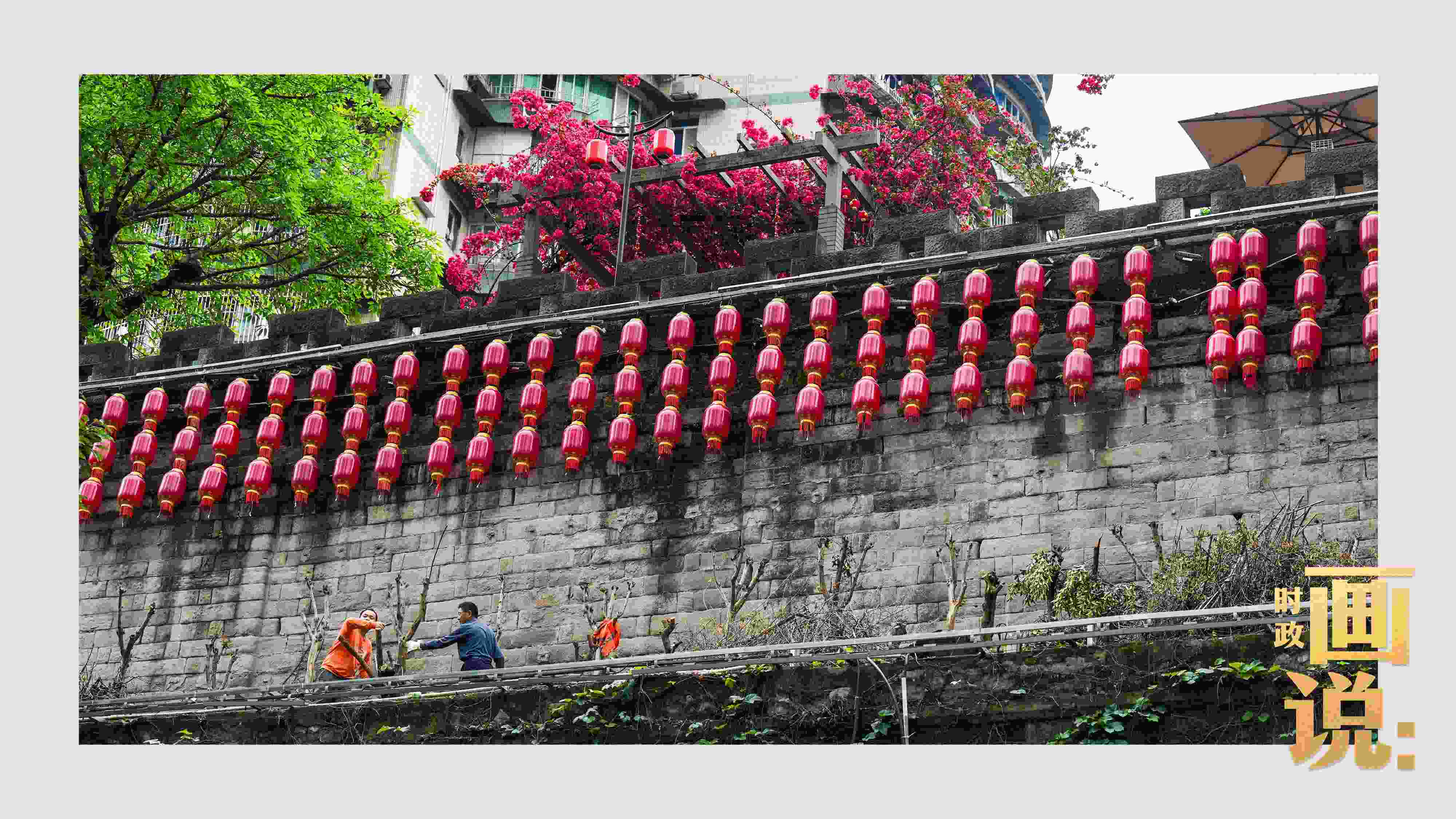 △盛放的三角梅下，園林工人修剪著古老通遠(yuǎn)門(mén)城墻上的一抹新綠。