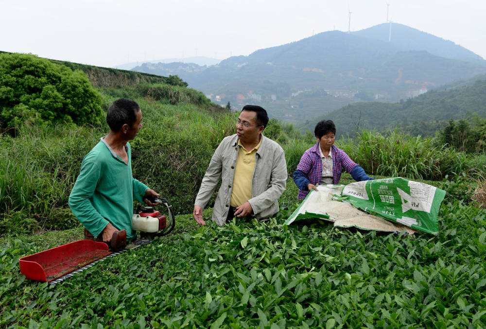 2024年5月9日，在福建省安溪縣西坪鎮(zhèn)珠洋村，科技特派員（中）在指導(dǎo)茶農(nóng)使用機器科學(xué)化采收茶葉。新華社記者 魏培全 攝