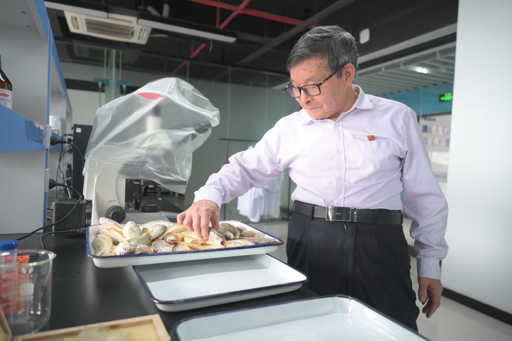 2024年5月8日，劉家富在位于福建省寧德市科技服務(wù)中心大樓的海水養(yǎng)殖生物育種全國重點實驗室了解大黃魚的培育情況。新華社記者 林善傳 攝