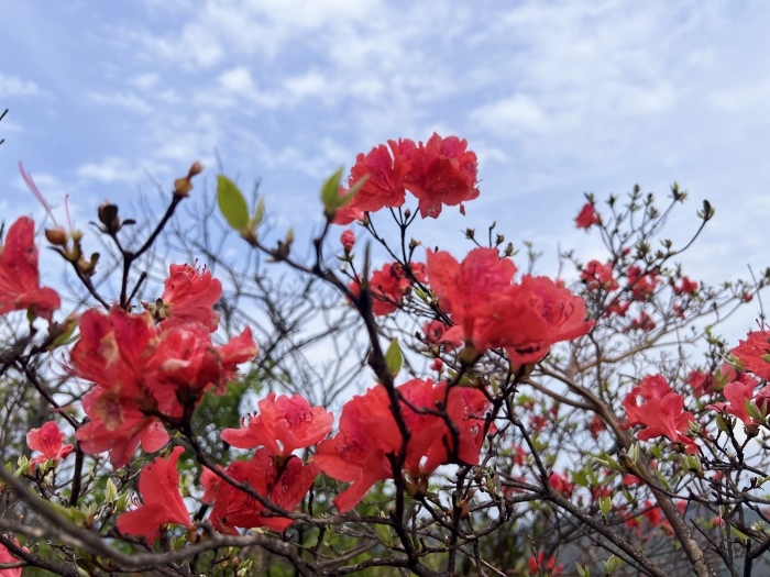 陽明山的杜鵑花。人民網(wǎng) 高清揚(yáng)攝