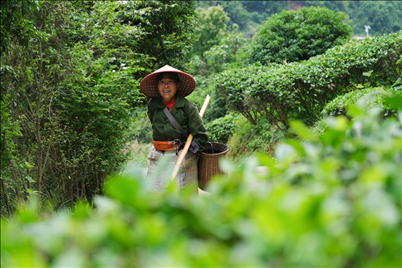 2024年4月24日，湖南省衡陽市耒陽市龍?zhí)伶?zhèn)江頭貢茶葉種植專業(yè)合作社，村民在茶山采摘茶葉，實現(xiàn)了家門口就業(yè)。