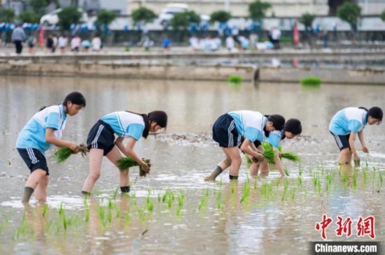 圖為5月21日，綏陽縣旺草中學學生在旺草萬畝大壩體驗插秧。唐哲 攝