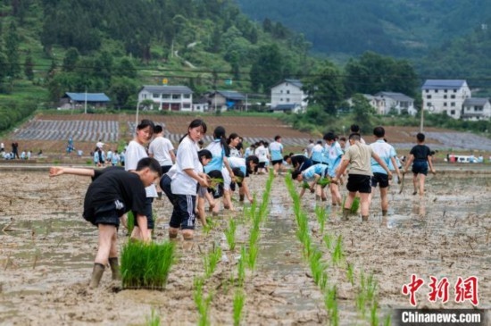 圖為5月21日，綏陽縣旺草中學學生在旺草萬畝大壩體驗插秧。唐哲 攝