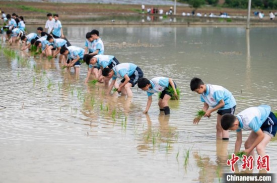 圖為5月21日，綏陽縣旺草中學學生在旺草萬畝大壩體驗插秧。唐哲 攝