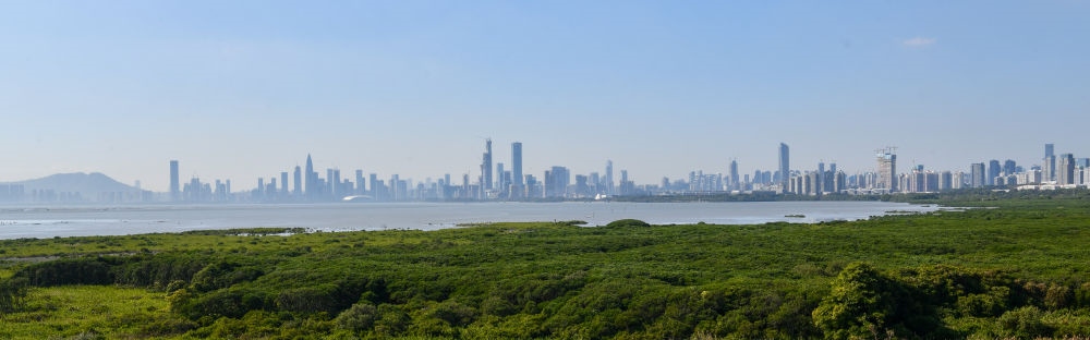  深圳福田紅樹林濕地（2024年1月19日攝）。在深圳，茂密的紅樹林東起新洲河口、西至深圳灣公園，懷抱城市中心區(qū)域，沿海岸線形成了長(zhǎng)約6公里的“綠色長(zhǎng)城”，為每年數(shù)以十萬計(jì)的候鳥留下彌足珍貴的國(guó)際遷徙通道。