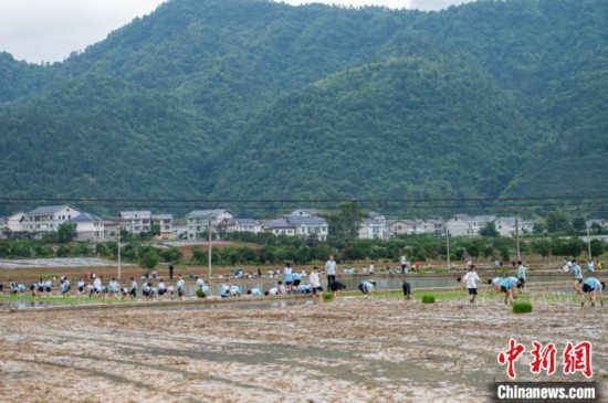 圖為5月21日，綏陽縣旺草中學學生在旺草萬畝大壩體驗插秧。唐哲 攝