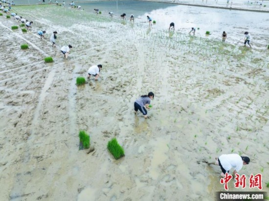 圖為5月21日，航拍綏陽縣旺草中學學生在旺草萬畝大壩體驗插秧。唐哲 攝