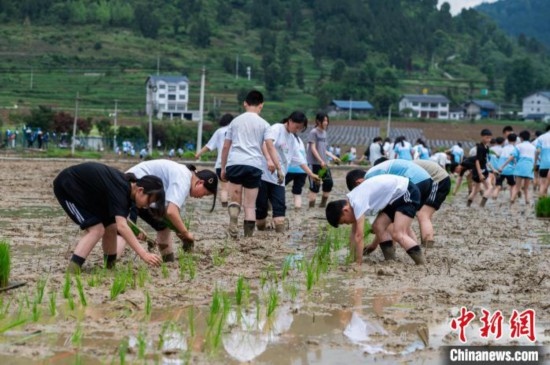 圖為5月21日，綏陽縣旺草中學學生在旺草萬畝大壩體驗插秧。唐哲 攝