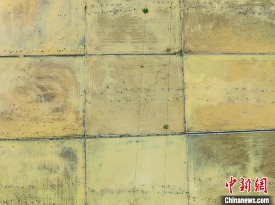 圖為5月21日，航拍綏陽縣旺草中學學生在旺草萬畝大壩體驗插秧。唐哲 攝