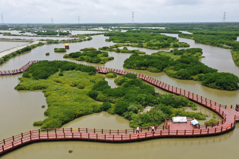 在廣東省湛江市金牛島拍攝的紅樹林（2023年5月25日攝，無人機(jī)照片）。