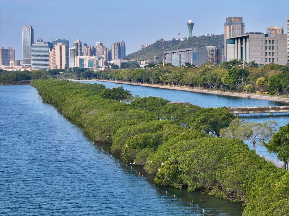 福建廈門筼筜湖紅樹林種植帶（2024年1月24日攝，無人機(jī)照片）。
