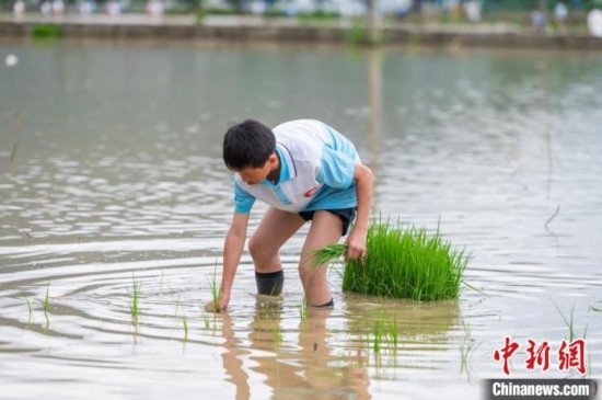 圖為5月21日，一名學生在綏陽縣旺草萬畝大壩體驗插秧。唐哲 攝