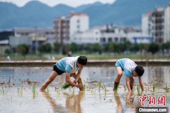 圖為5月21日，兩名學生在綏陽縣旺草萬畝大壩體驗插秧。唐哲 攝
