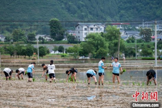  圖為5月21日，綏陽縣旺草中學學生在旺草萬畝大壩體驗插秧。唐哲 攝