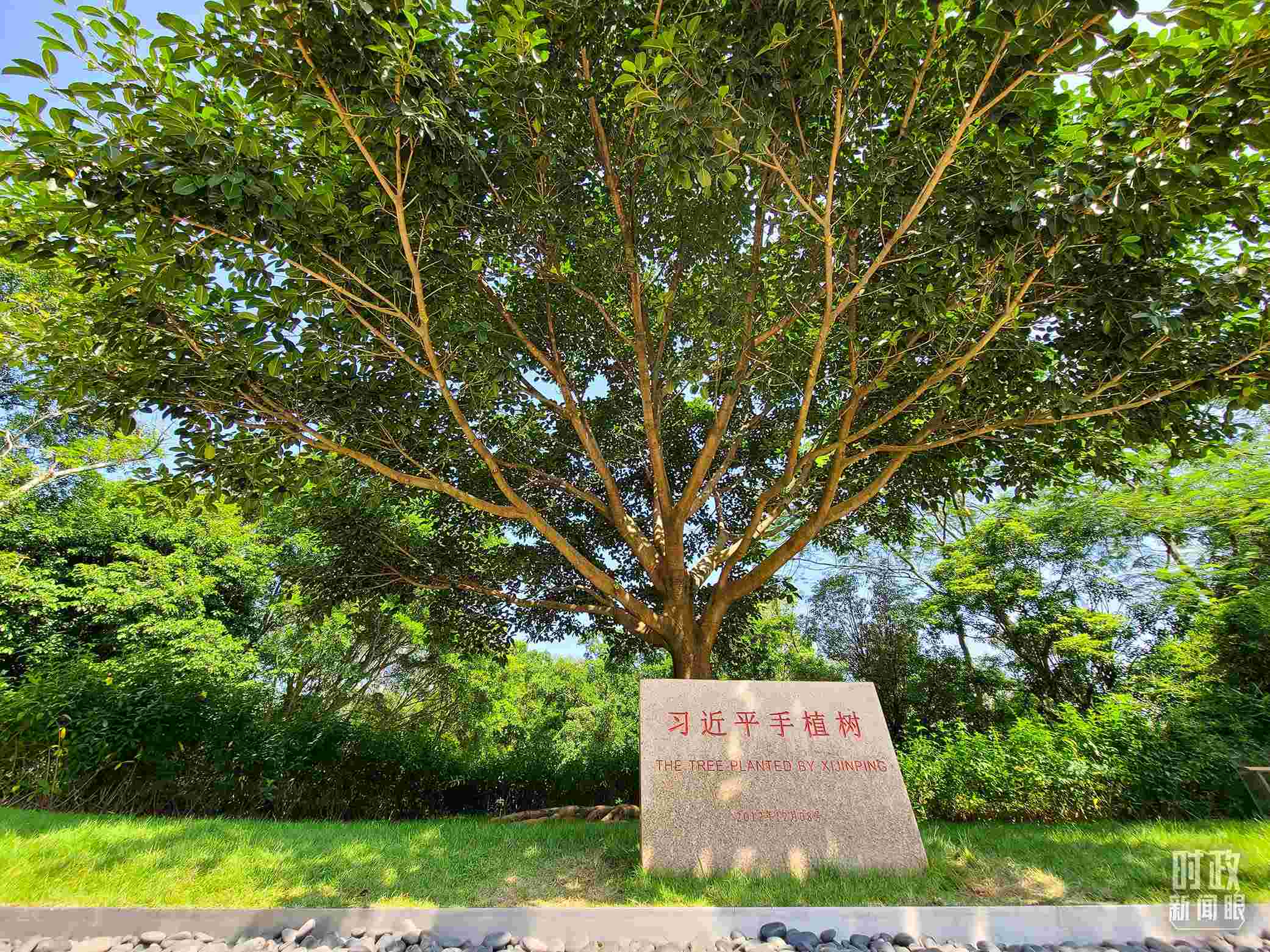 習(xí)近平2012年在深圳蓮花山公園種下的高山榕樹已枝繁葉茂。（總臺央視記者趙化拍攝）