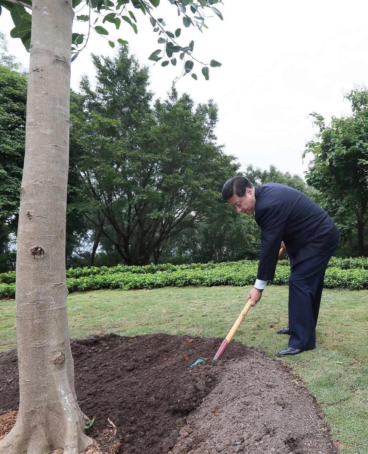 2012年12月8日，習近平在深圳蓮花山公園種下一棵高山榕樹。