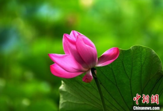 6月19日，時值一年畢業(yè)季，四川大學(xué)望江校區(qū)荷花池里的荷花盛開，成為了畢業(yè)生們的打卡圣地，吸引了眾多畢業(yè)生拍照留念。圖為盛開的荷花。中新社記者 安源 攝