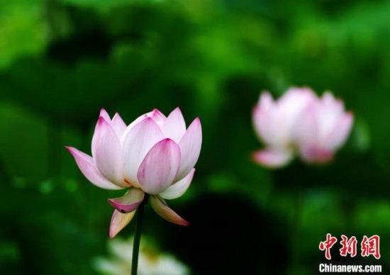6月19日，時值一年畢業(yè)季，四川大學(xué)望江校區(qū)荷花池里的荷花盛開，成為了畢業(yè)生們的打卡圣地，吸引了眾多畢業(yè)生拍照留念。圖為盛開的荷花。中新社記者 安源 攝