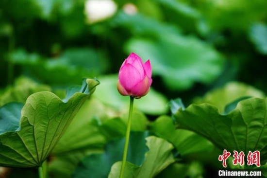 6月19日，時值一年畢業(yè)季，四川大學(xué)望江校區(qū)荷花池里的荷花盛開，成為了畢業(yè)生們的打卡圣地，吸引了眾多畢業(yè)生拍照留念。圖為含苞待放的荷花。中新社記者 安源 攝