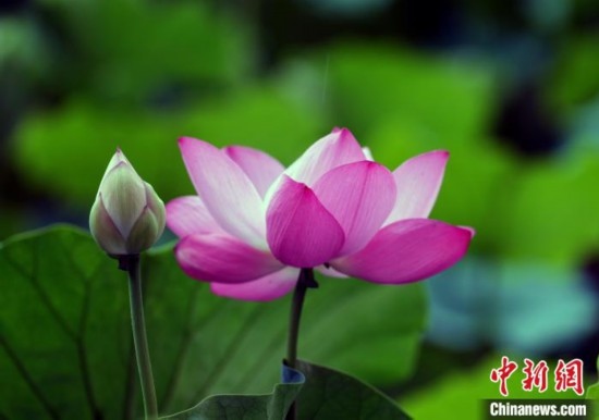 6月19日，時值一年畢業(yè)季，四川大學(xué)望江校區(qū)荷花池里的荷花盛開，成為了畢業(yè)生們的打卡圣地，吸引了眾多畢業(yè)生拍照留念。圖為盛開的荷花。中新社記者 安源 攝